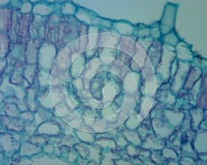 Key Microscopic Features of the Geranium Leaf Cross-Section